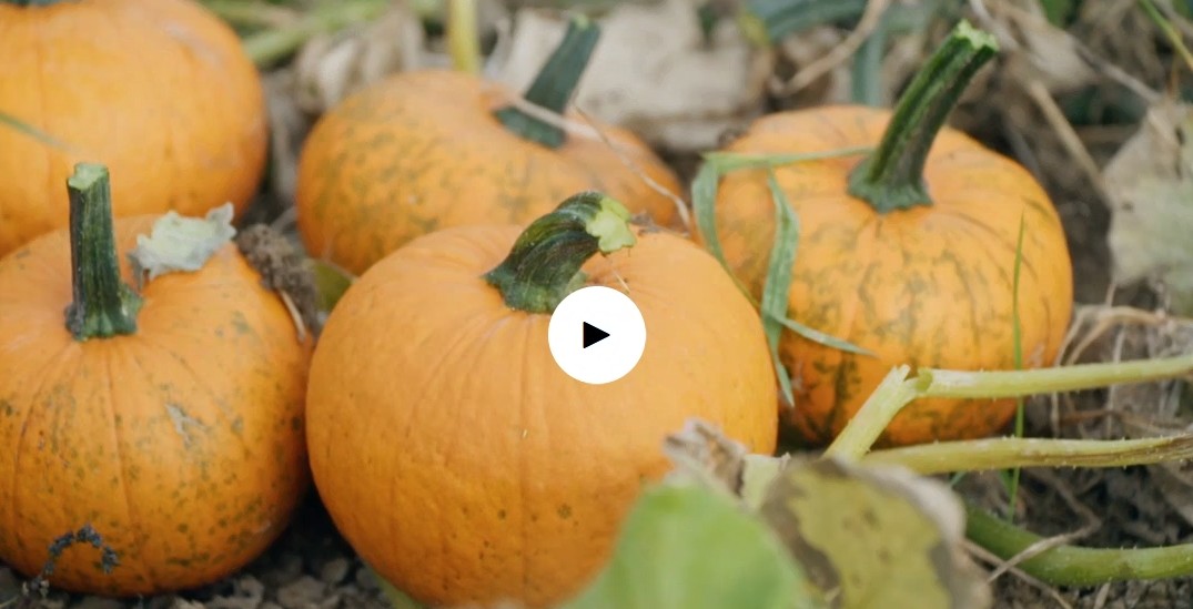 Onze pompoenboerderij bij BinnensteBuiten